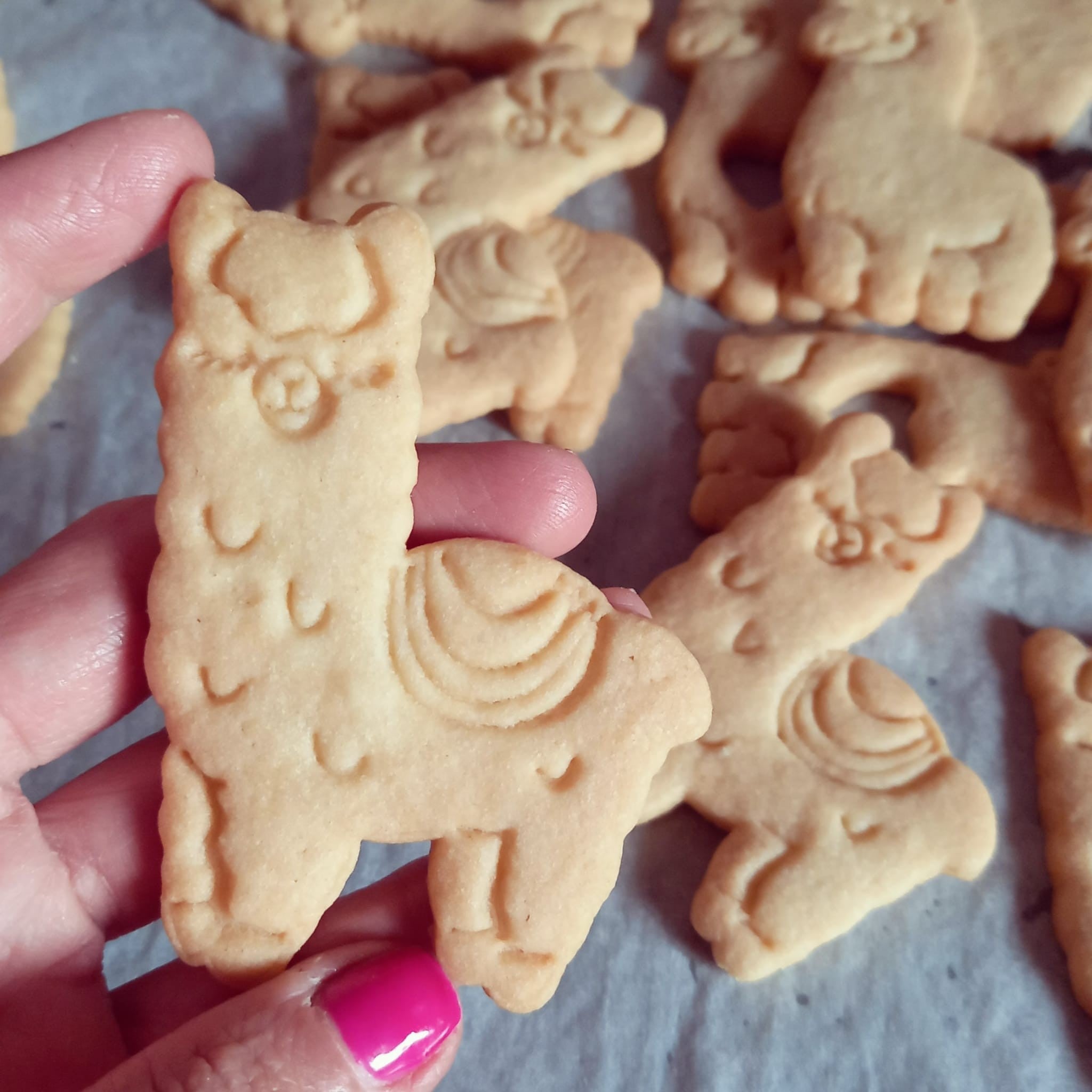 https://www.stampibiscotti.it/5331/alpaca-lama-1.jpg
